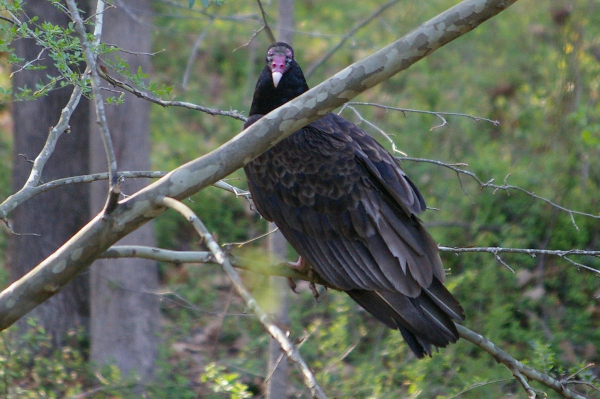 Turkey Vulture - ML614587467