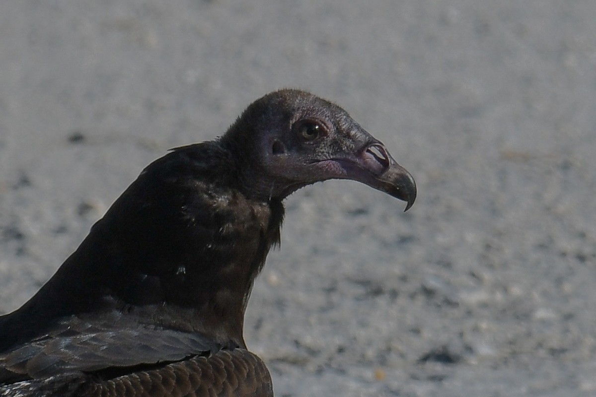 Turkey Vulture - ML614587554