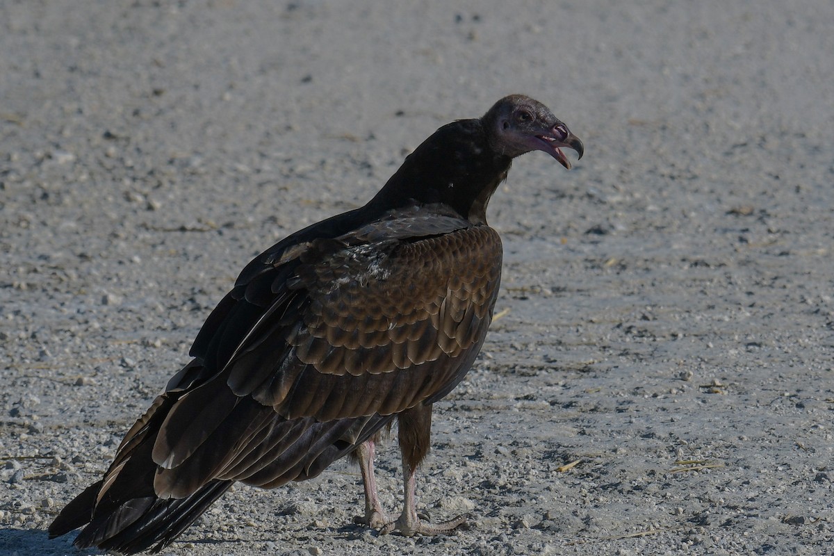 Turkey Vulture - Christian Newton