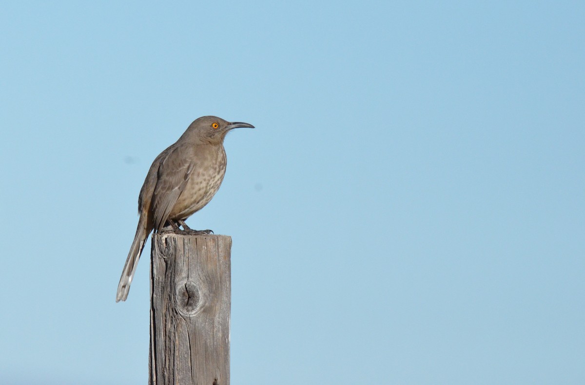 Curve-billed Thrasher - ML614587562