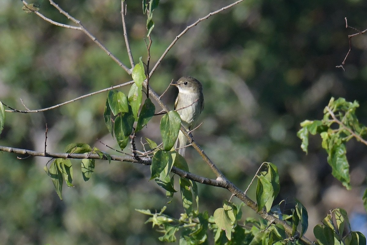 Alder Flycatcher - ML614587567