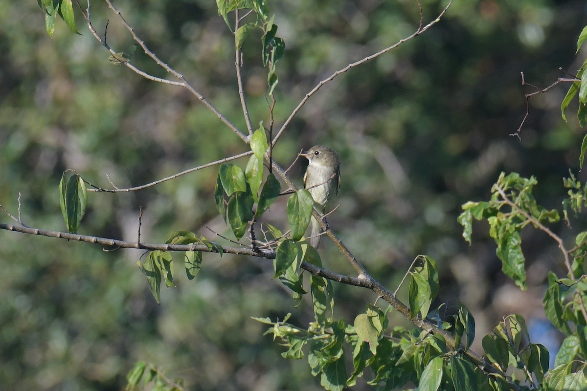 Alder Flycatcher - Christian Newton