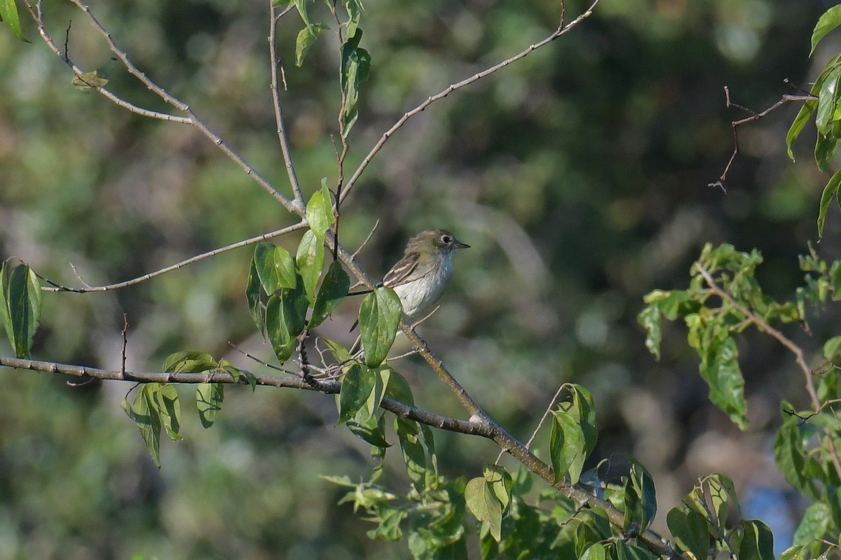 Alder Flycatcher - Christian Newton