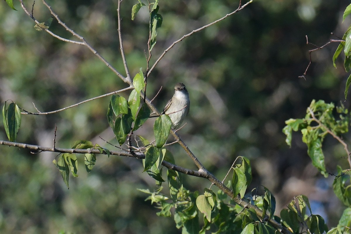 Alder Flycatcher - Christian Newton