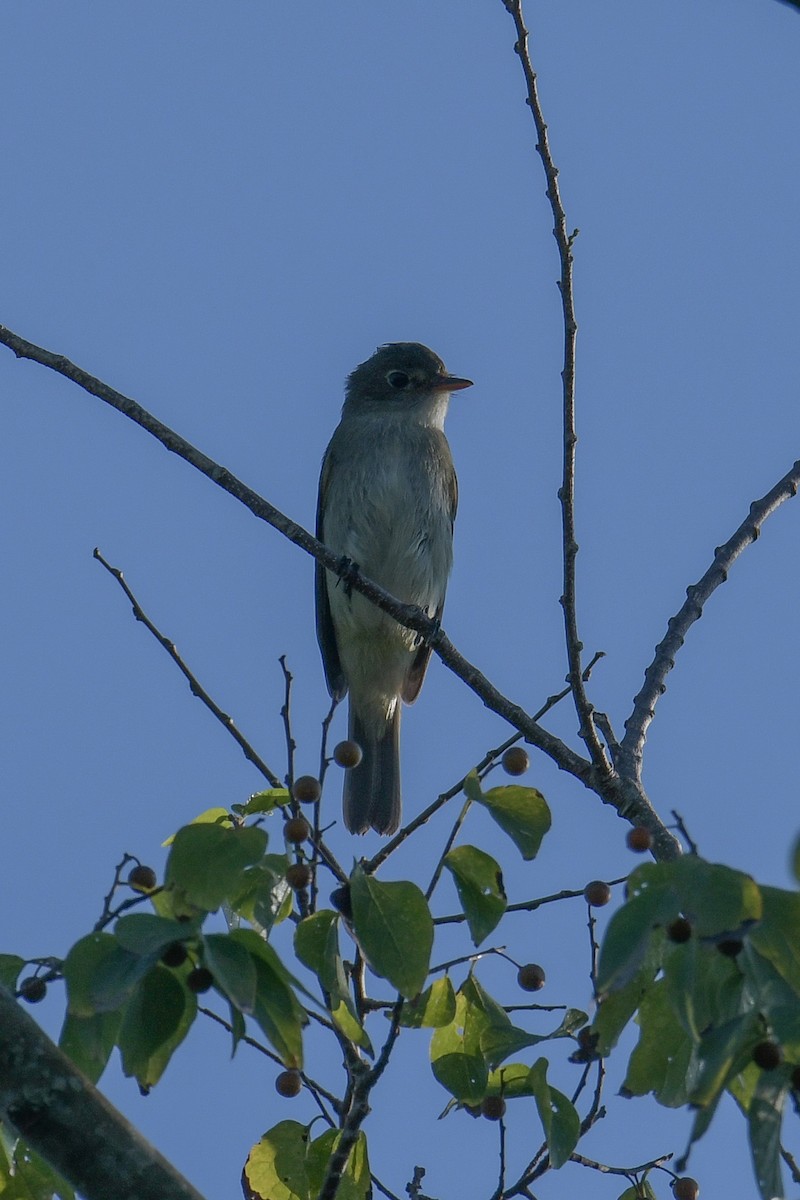 Alder Flycatcher - ML614587577