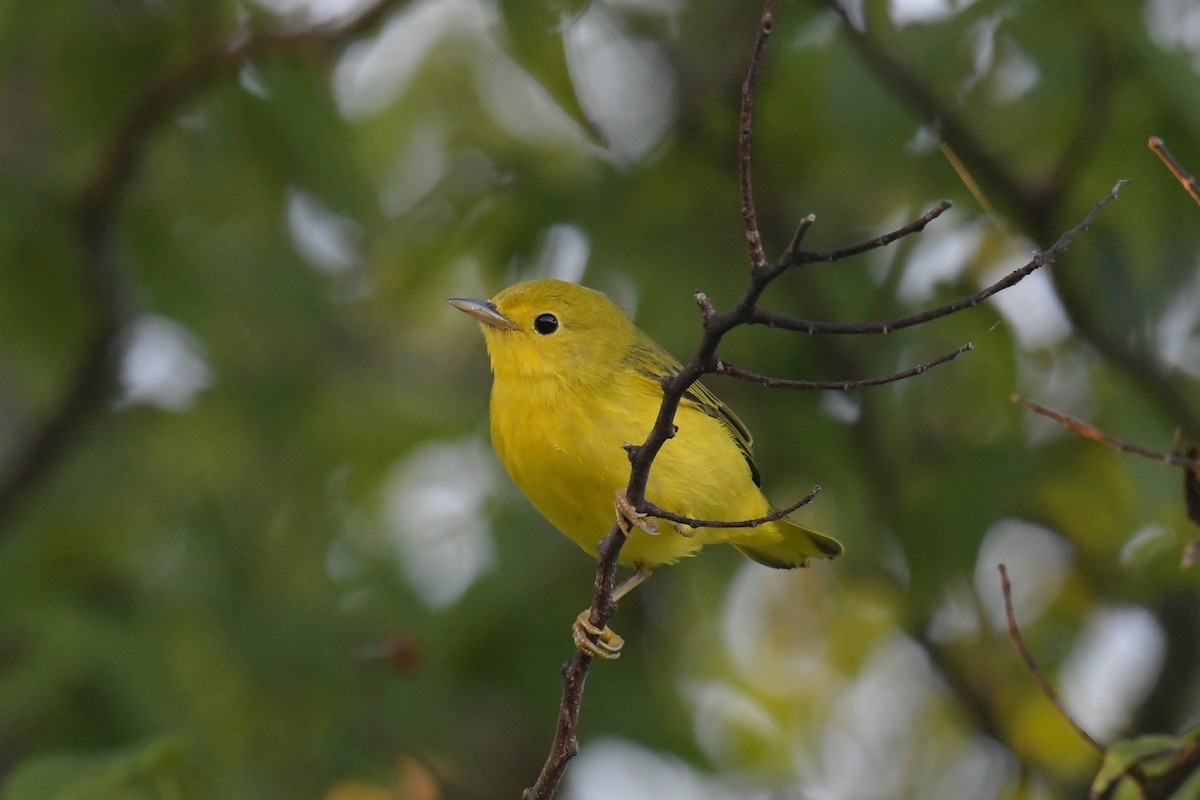 Yellow Warbler - Christian Newton