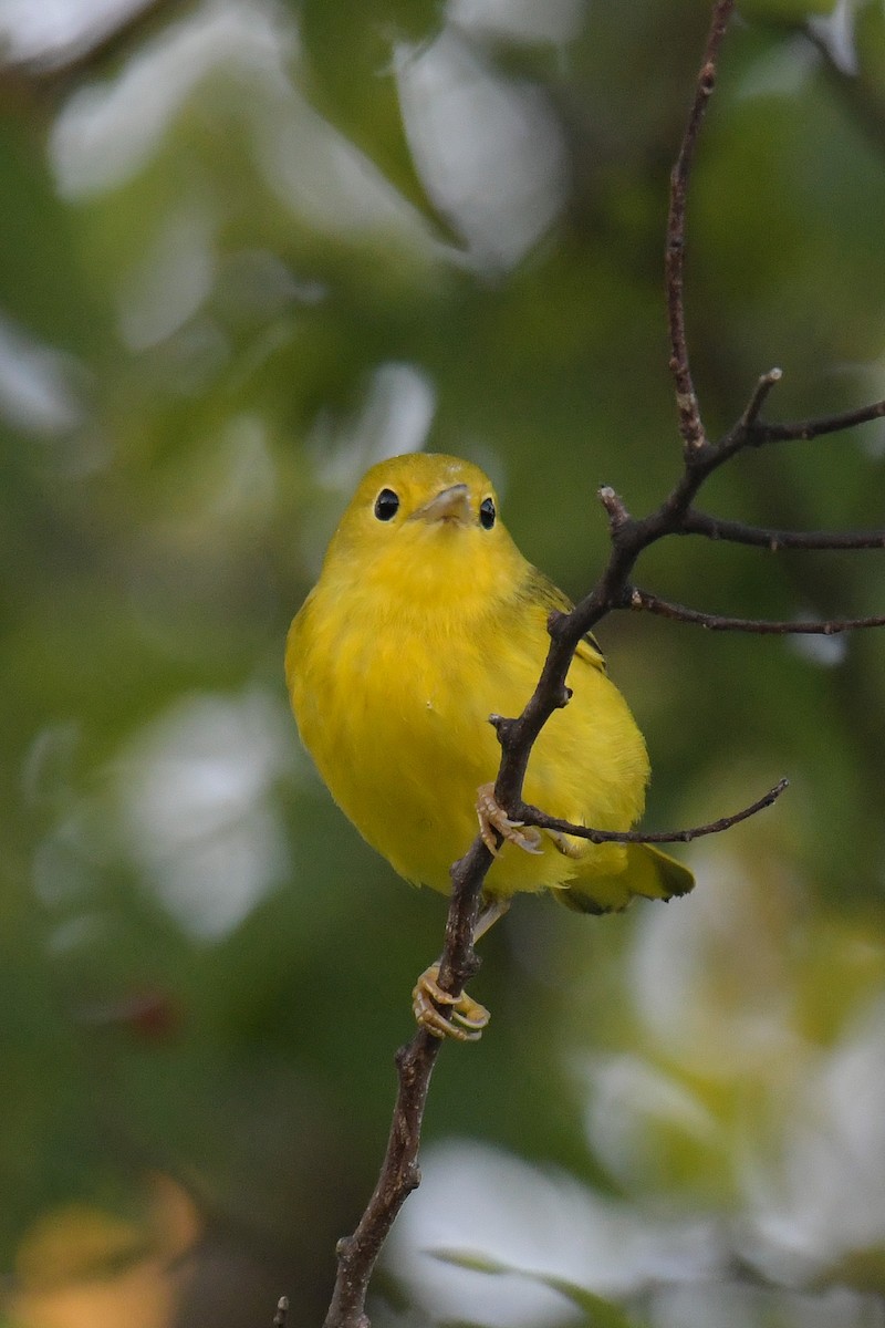 Yellow Warbler - Christian Newton