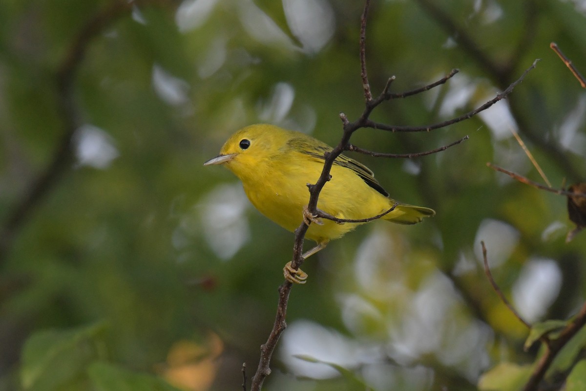 Yellow Warbler - ML614587601