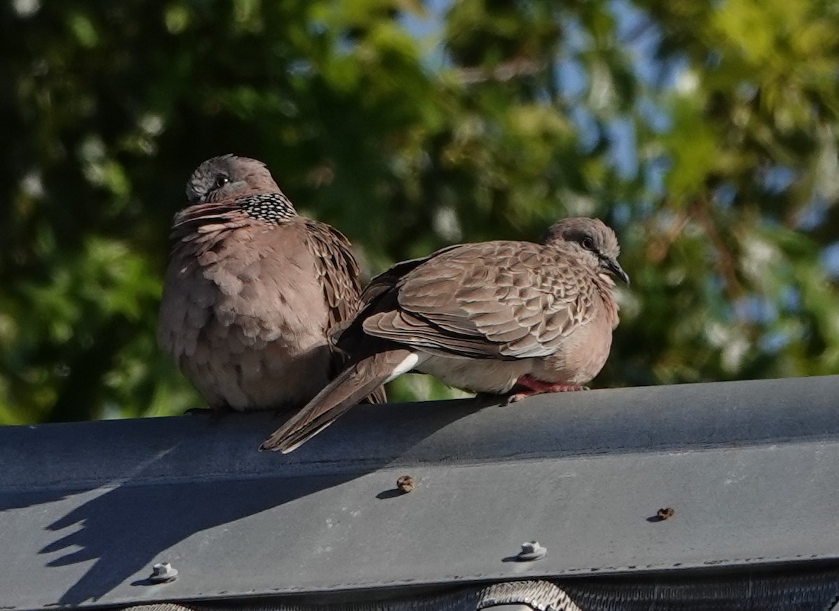 Spotted Dove - ML614587624