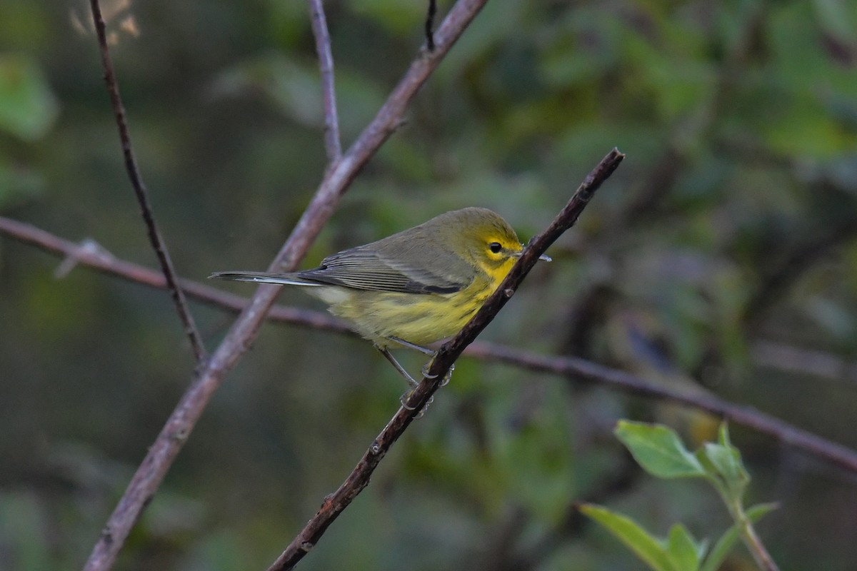 Prairie Warbler - Christian Newton