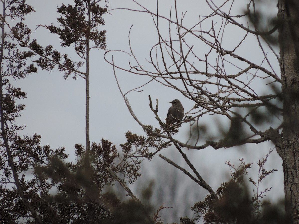 Townsend's Solitaire - ML614587685