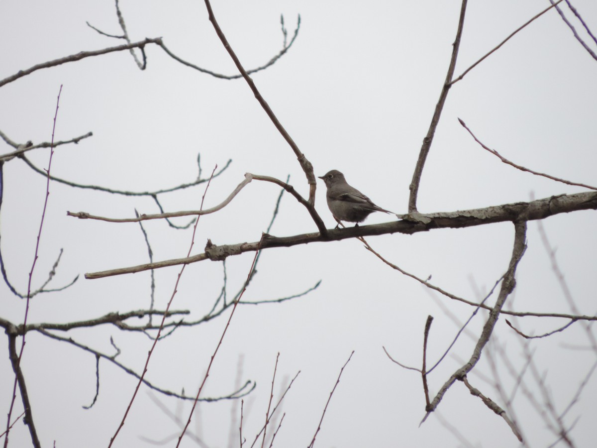 Townsend's Solitaire - ML614587686