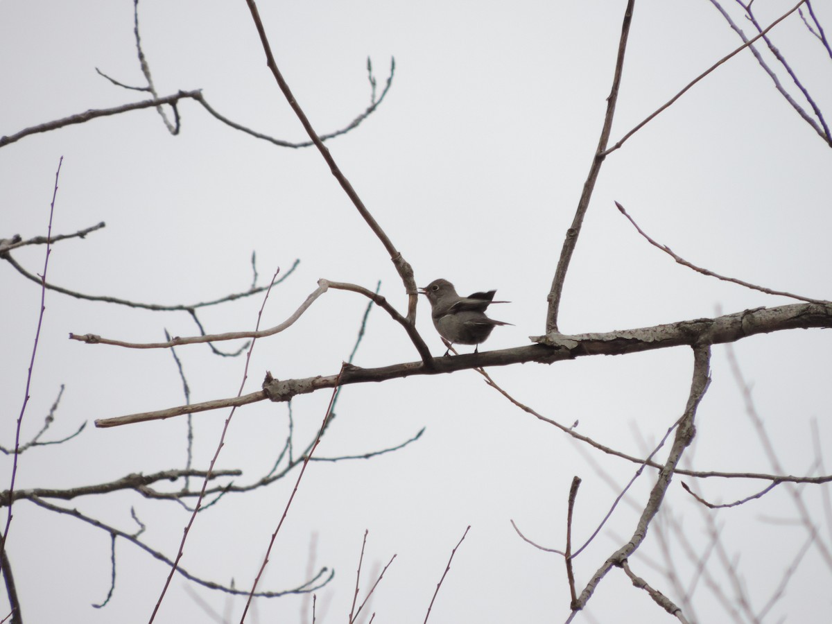 Townsend's Solitaire - ML614587687