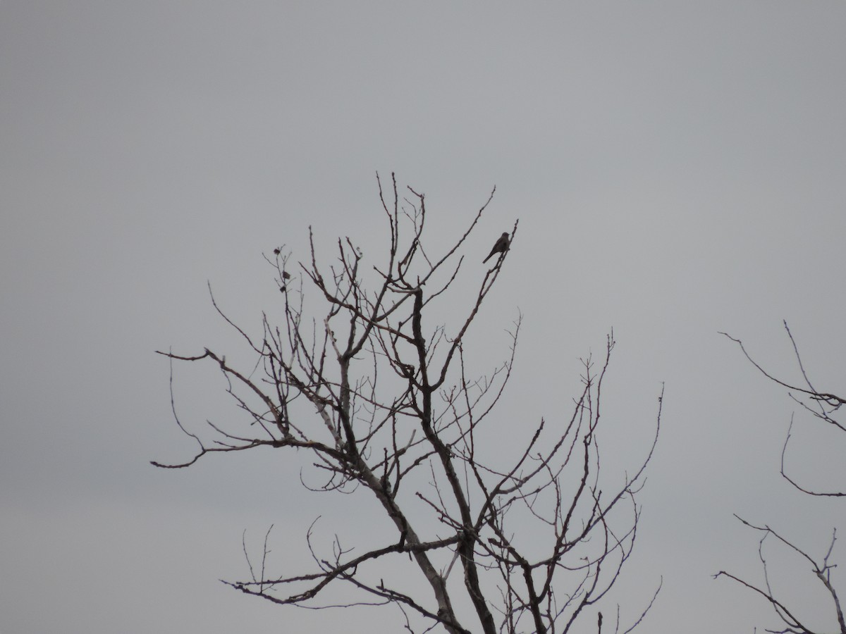 Townsend's Solitaire - ML614587688