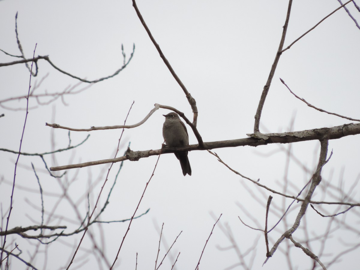 Townsend's Solitaire - ML614587689