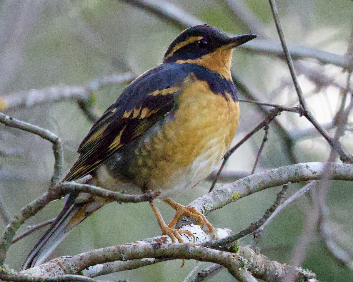 Varied Thrush - ML614587750