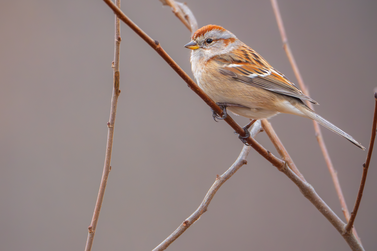 American Tree Sparrow - ML614587830