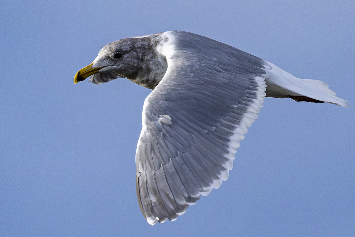 Western/Glaucous-winged Gull - Jef Blake