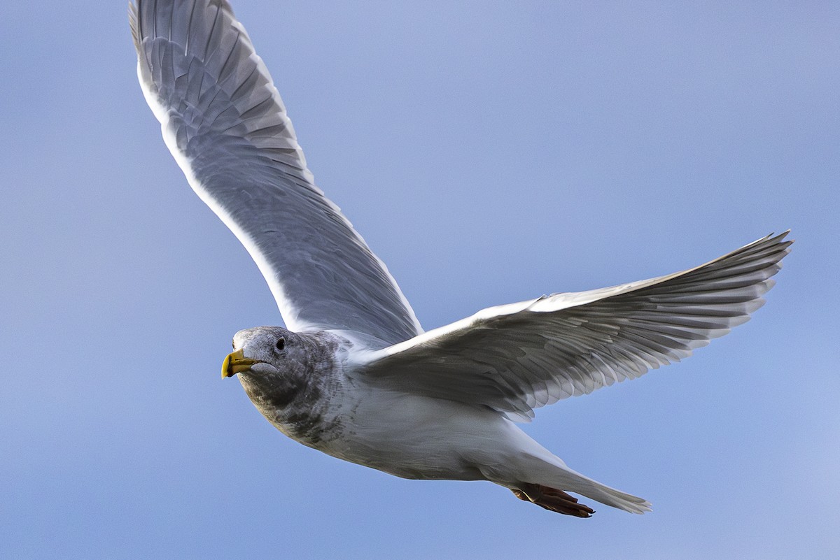 Western/Glaucous-winged Gull - ML614587891