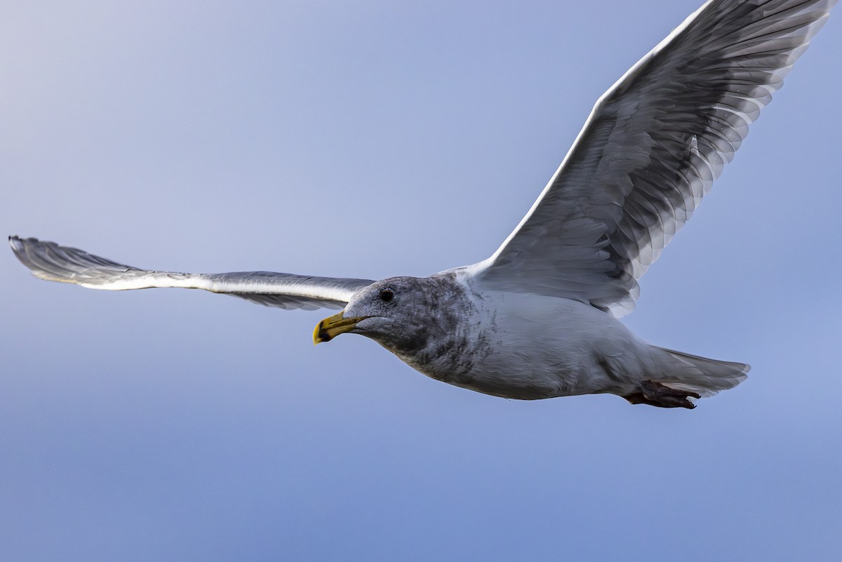 Goéland d'Audubon ou G. à ailes grises - ML614587892