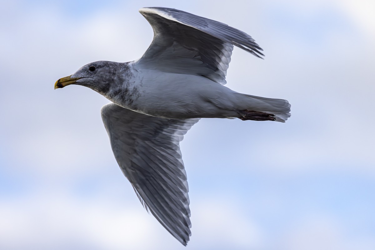 Western/Glaucous-winged Gull - ML614587894