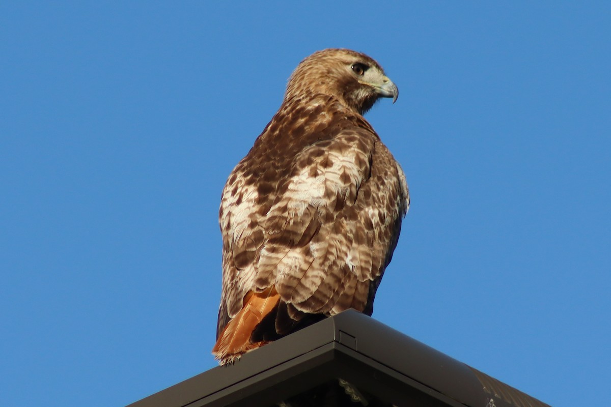 Red-tailed Hawk - ML614588032