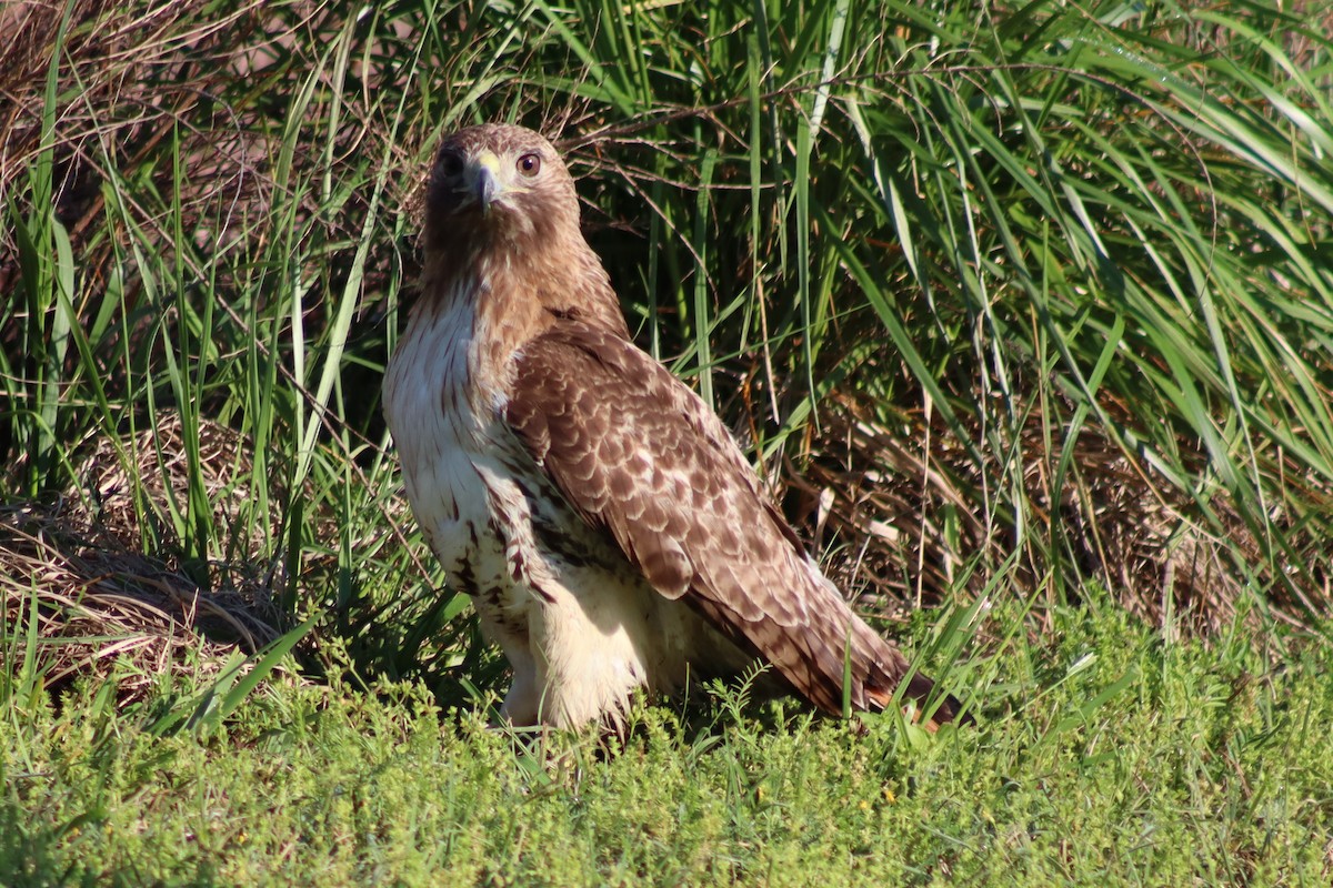 Red-tailed Hawk - ML614588035