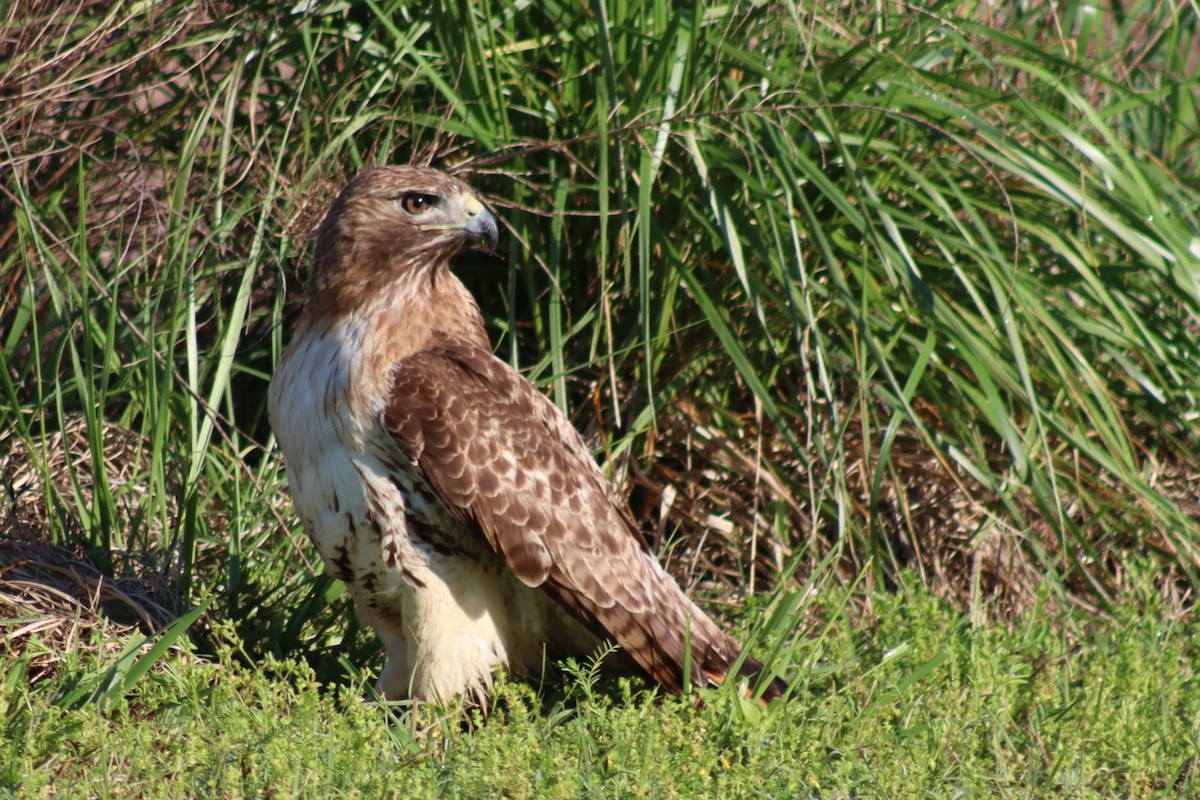 Red-tailed Hawk - ML614588036