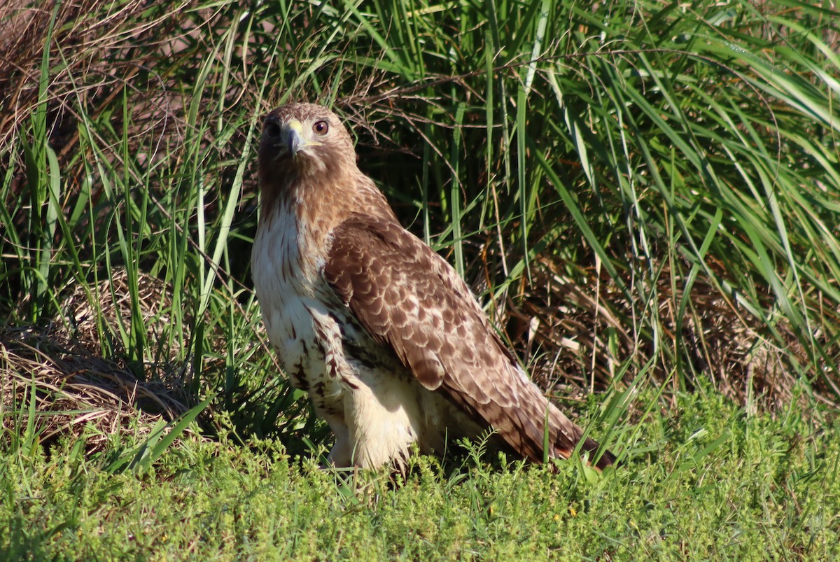Red-tailed Hawk - ML614588037