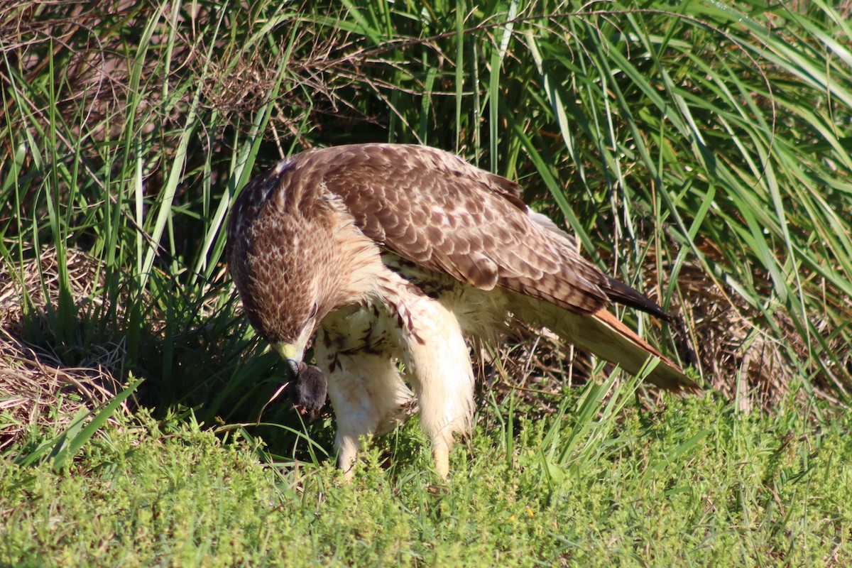 Red-tailed Hawk - ML614588038