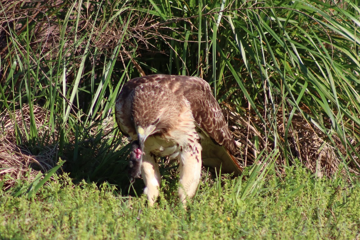 Red-tailed Hawk - ML614588039