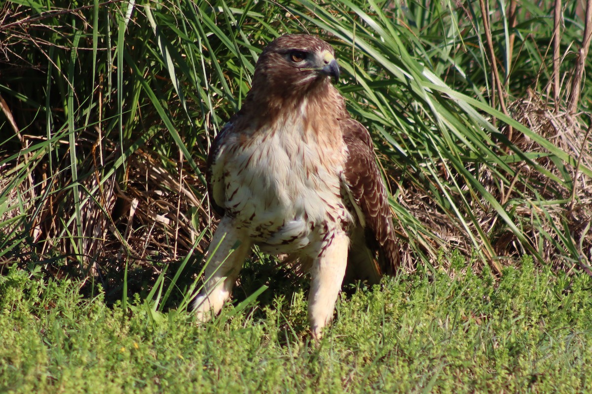 Red-tailed Hawk - ML614588040