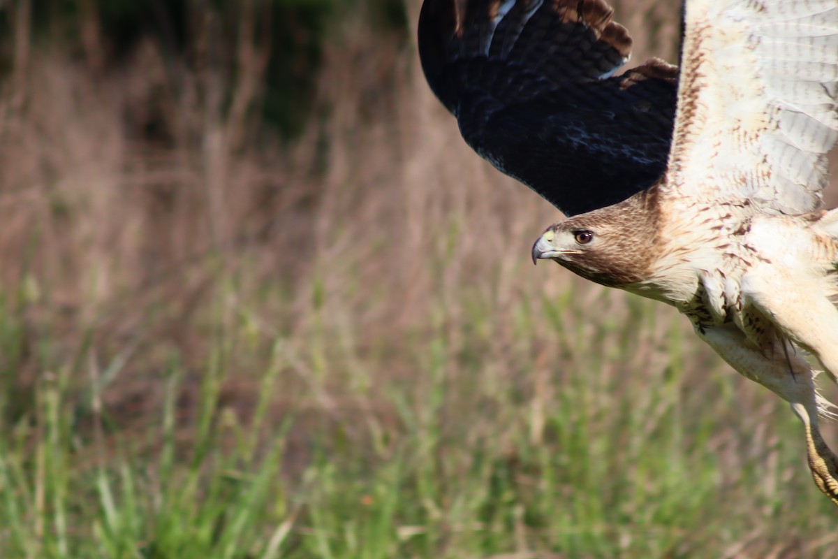 Red-tailed Hawk - ML614588041