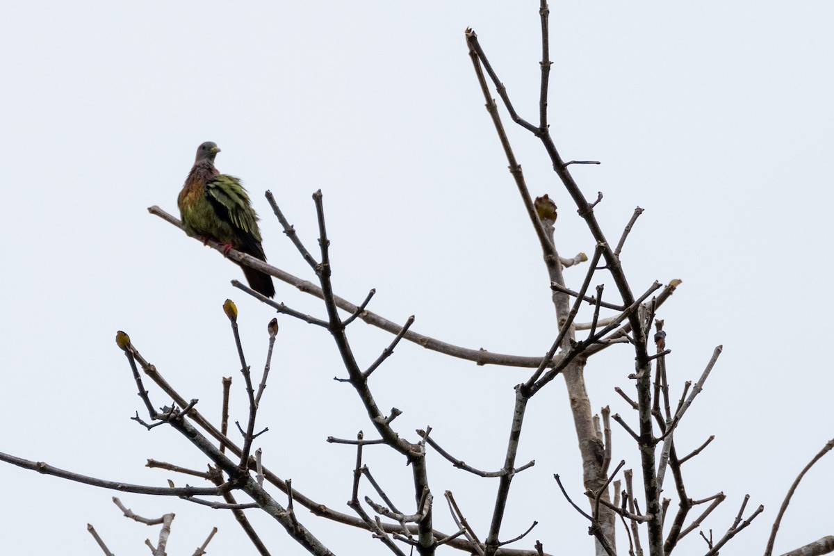 Pink-necked Green-Pigeon - ML614588065
