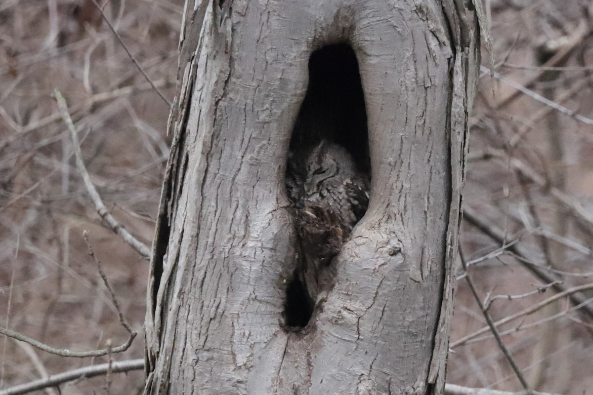 Eastern Screech-Owl - Steve McNamara