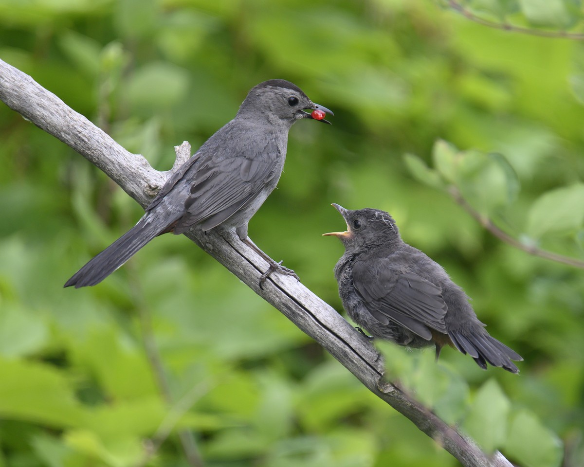 Gray Catbird - Laura  Wolf