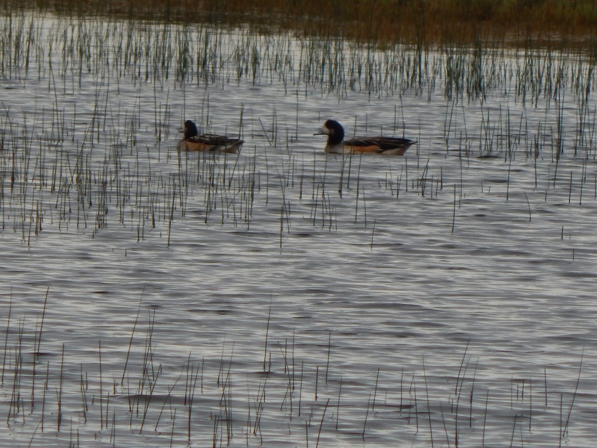 Chiloe Wigeon - ML614588191