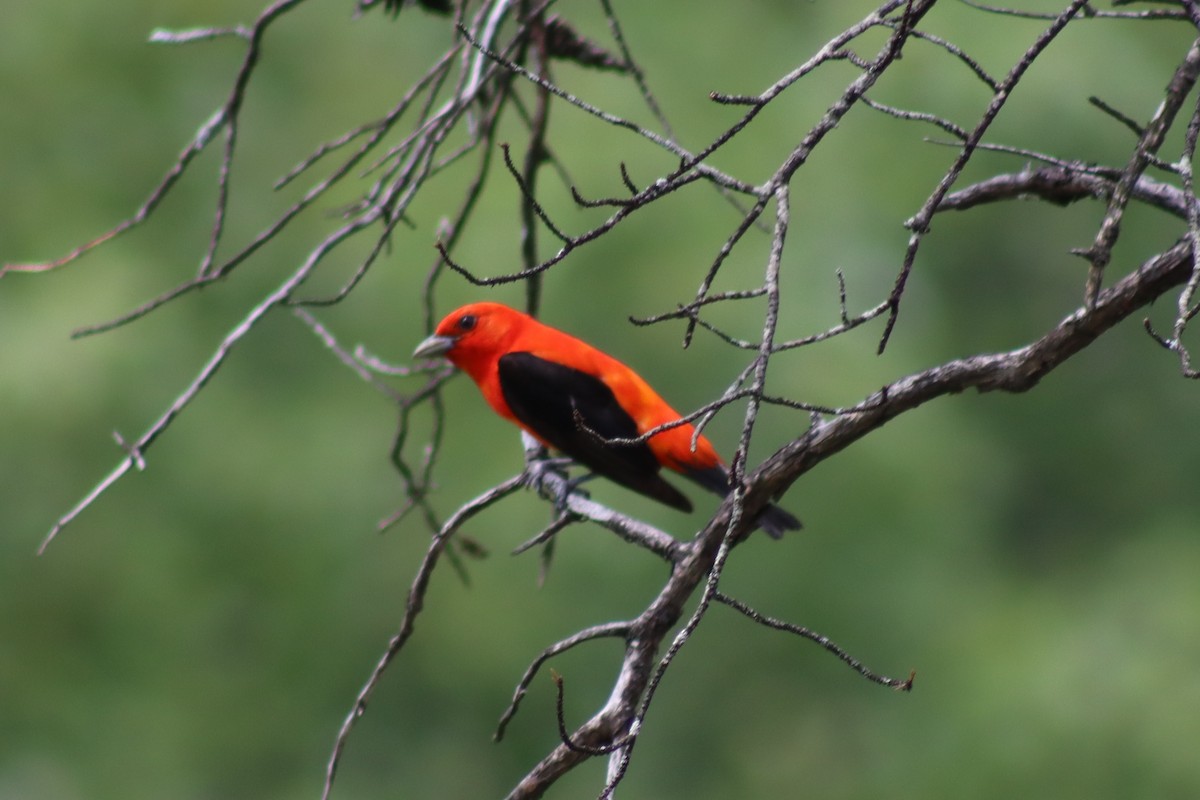 Scarlet Tanager - ML614588247