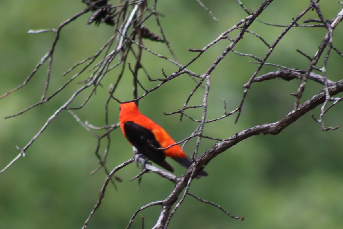 Scarlet Tanager - ML614588248