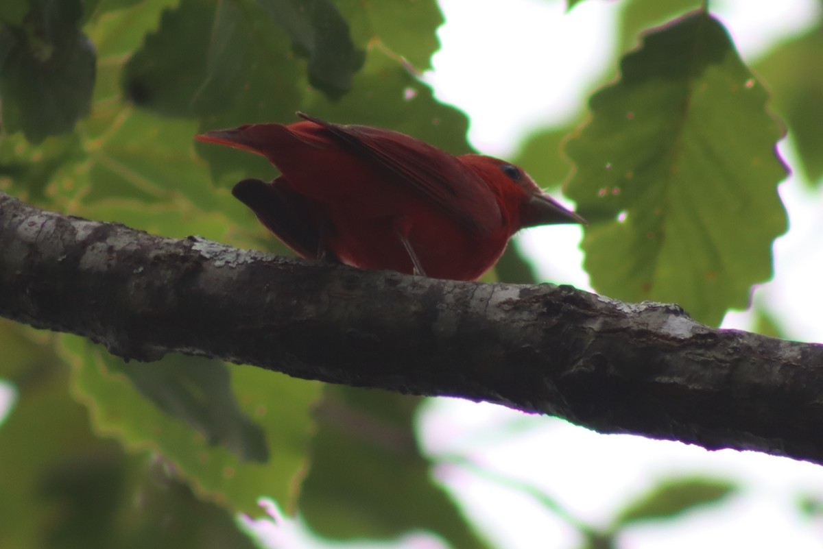 Summer Tanager - ML614588309