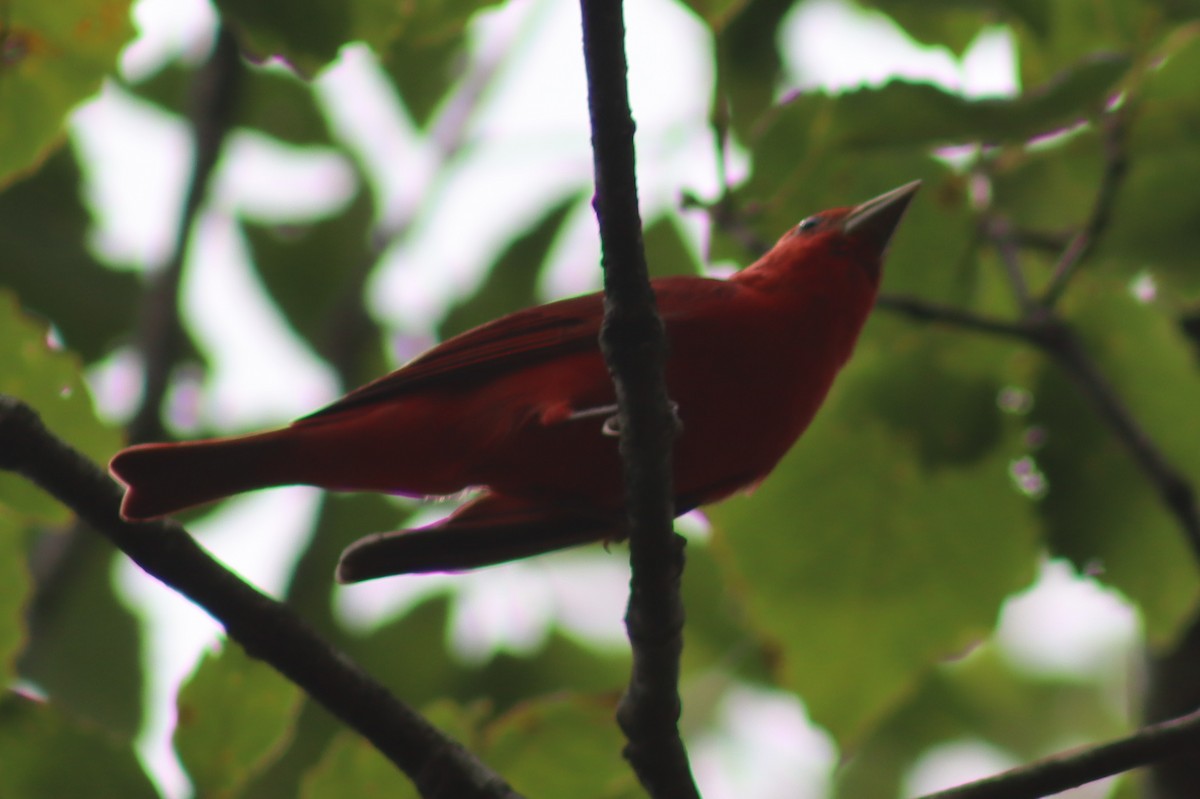 Summer Tanager - ML614588310