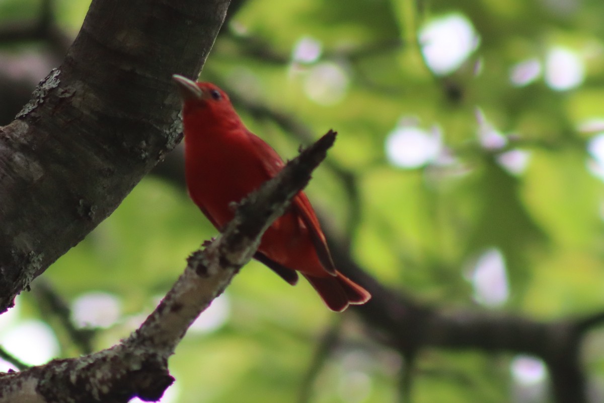 Summer Tanager - ML614588312