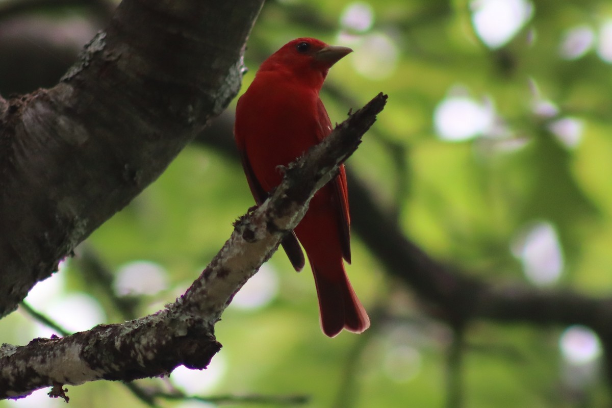 Summer Tanager - ML614588313