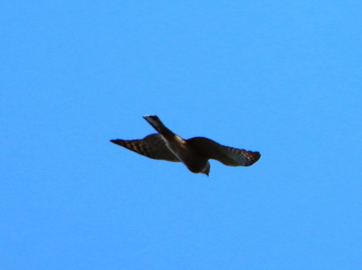 Sharp-shinned Hawk - ML614588374