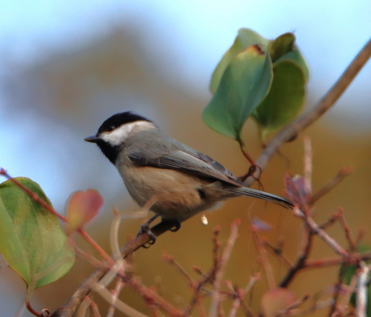 Carolina Chickadee - ML614588388