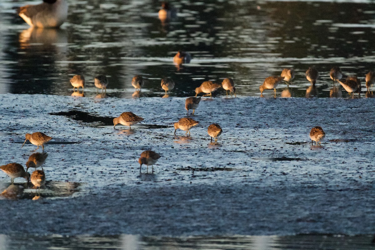 Long-billed Dowitcher - ML614588405