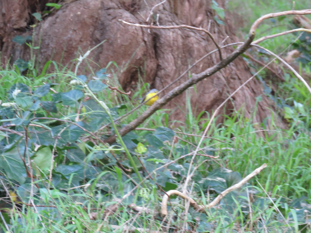 Canada Warbler - Robert Martin