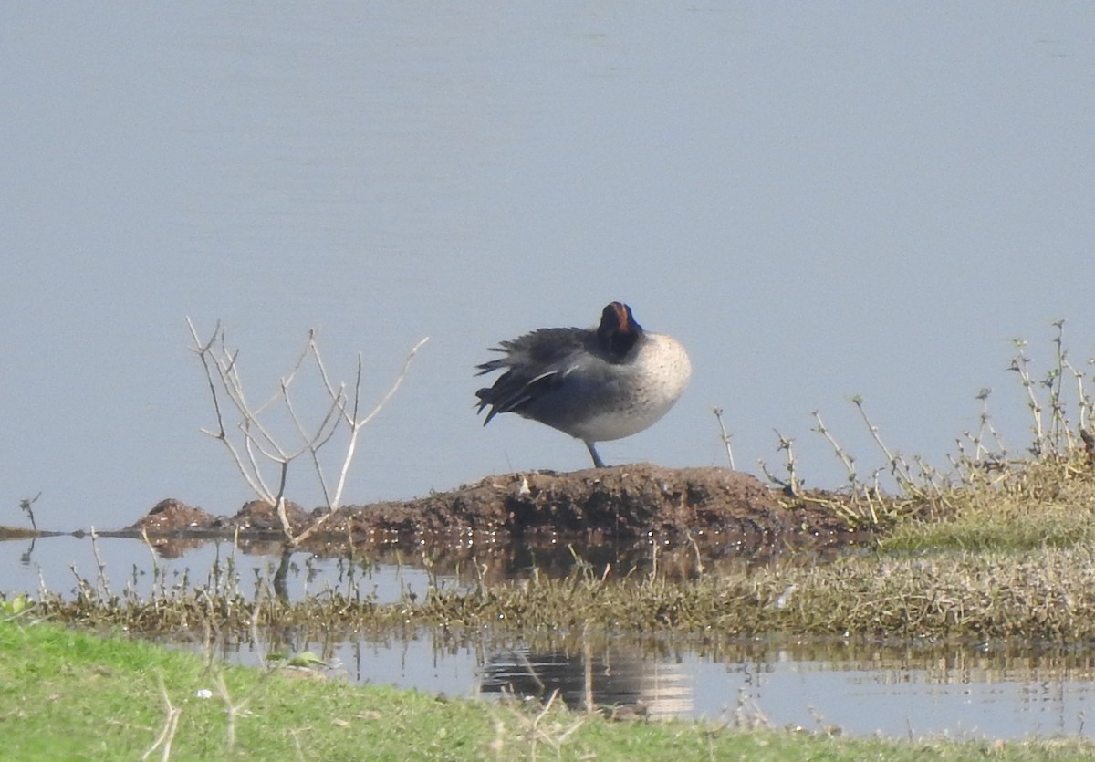 Green-winged Teal - ML614588479