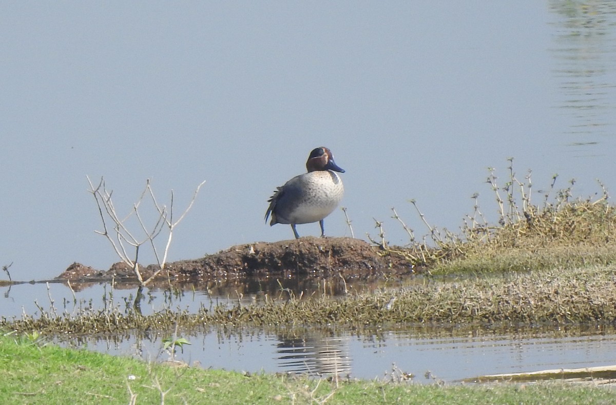 Green-winged Teal - Angeline Mano M