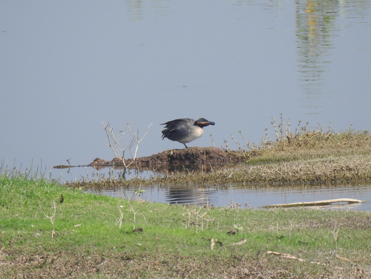 Green-winged Teal - ML614588485